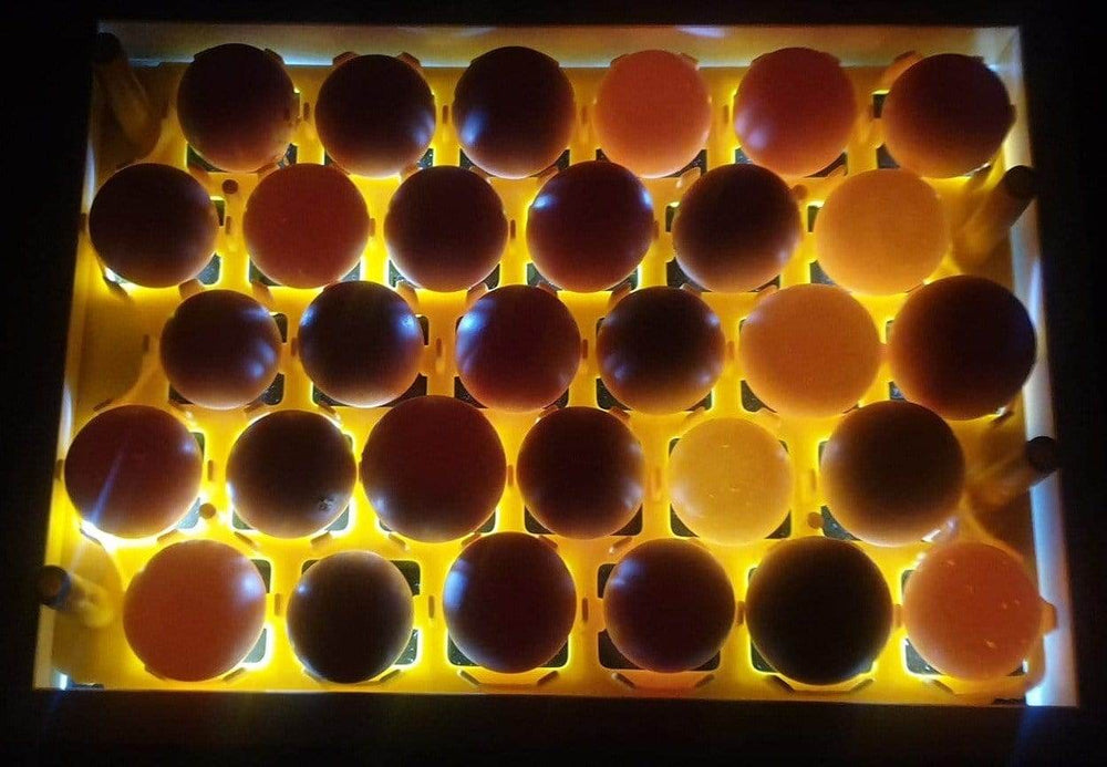 Egg Fertility Tester (Egg Candler) for 30 Chicken Eggs - SureView - Machine Horizon