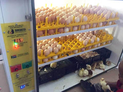 SH680 Automatic Digital Egg Incubator and Hatcher for 680 eggs - Machine Horizon