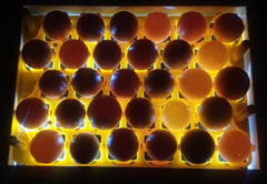 Egg Fertility Tester (Egg Candler) for 30 Chicken Eggs - SureView - Machine Horizon