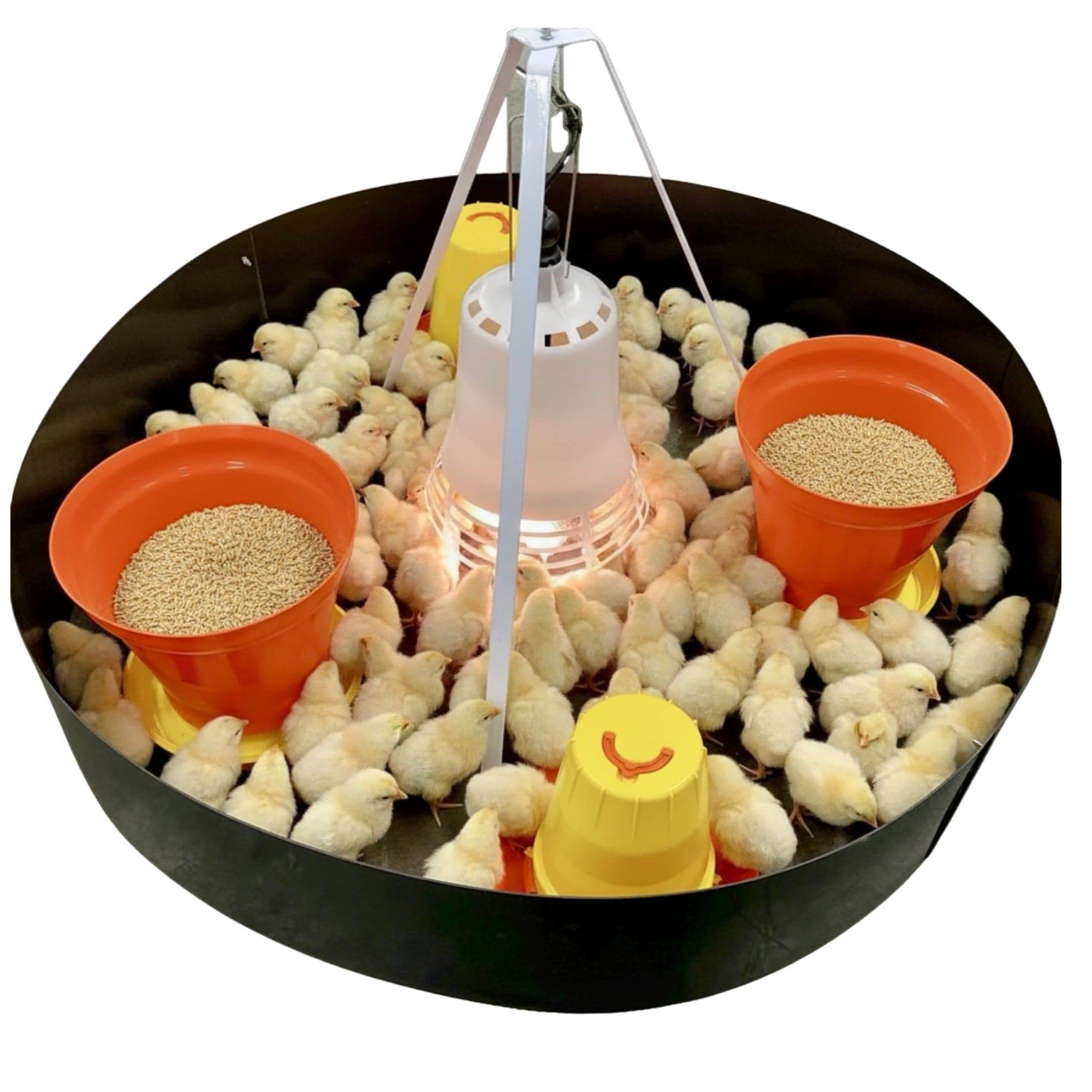 Brooder Machin SureGrow 100 Chick Brooder - Infrared Electric Brooder