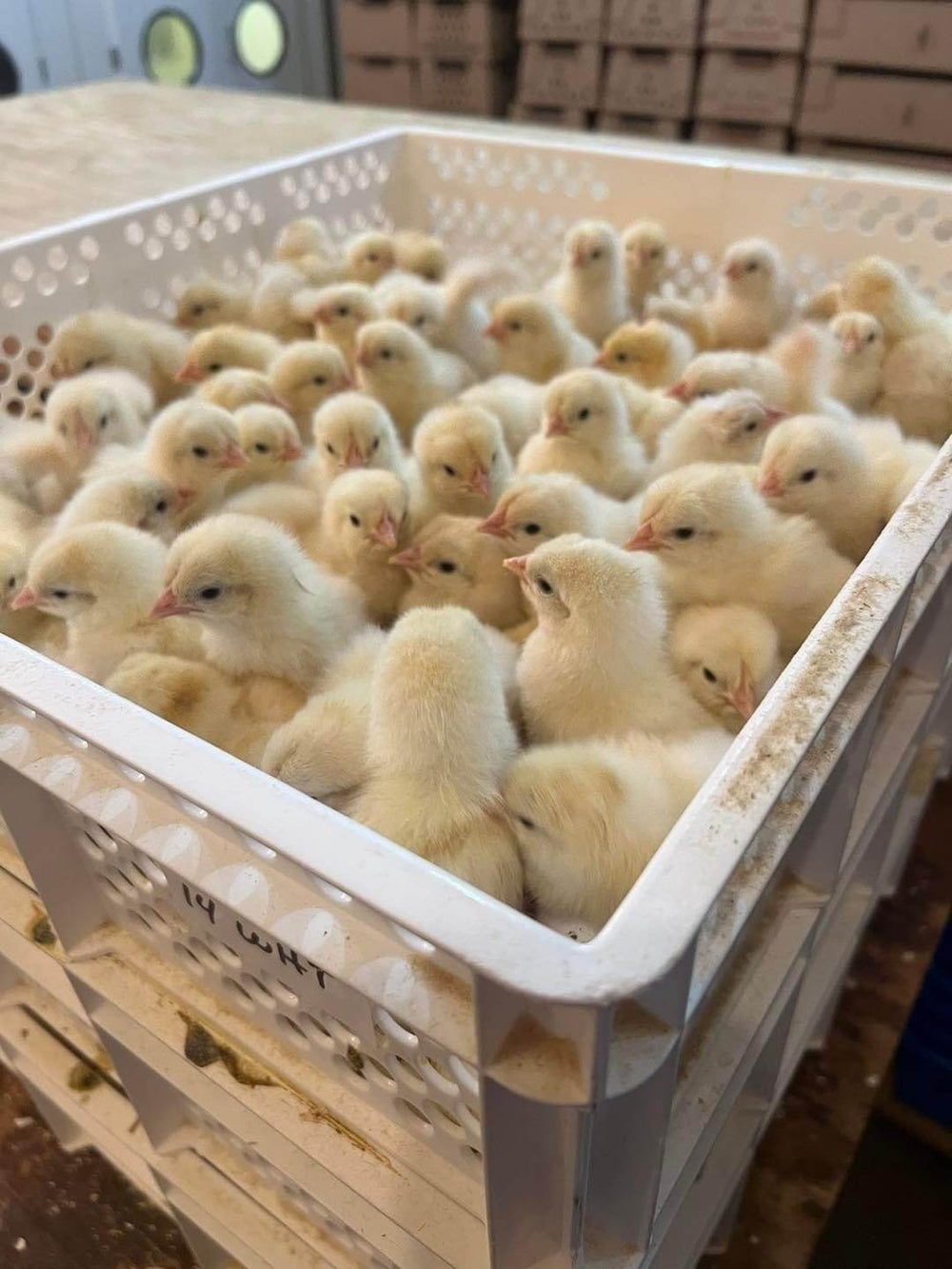 6000 Egg Hatchery - Produce 1440 chicks per week - SH6000 Chick Hatchery - Machine Horizon
