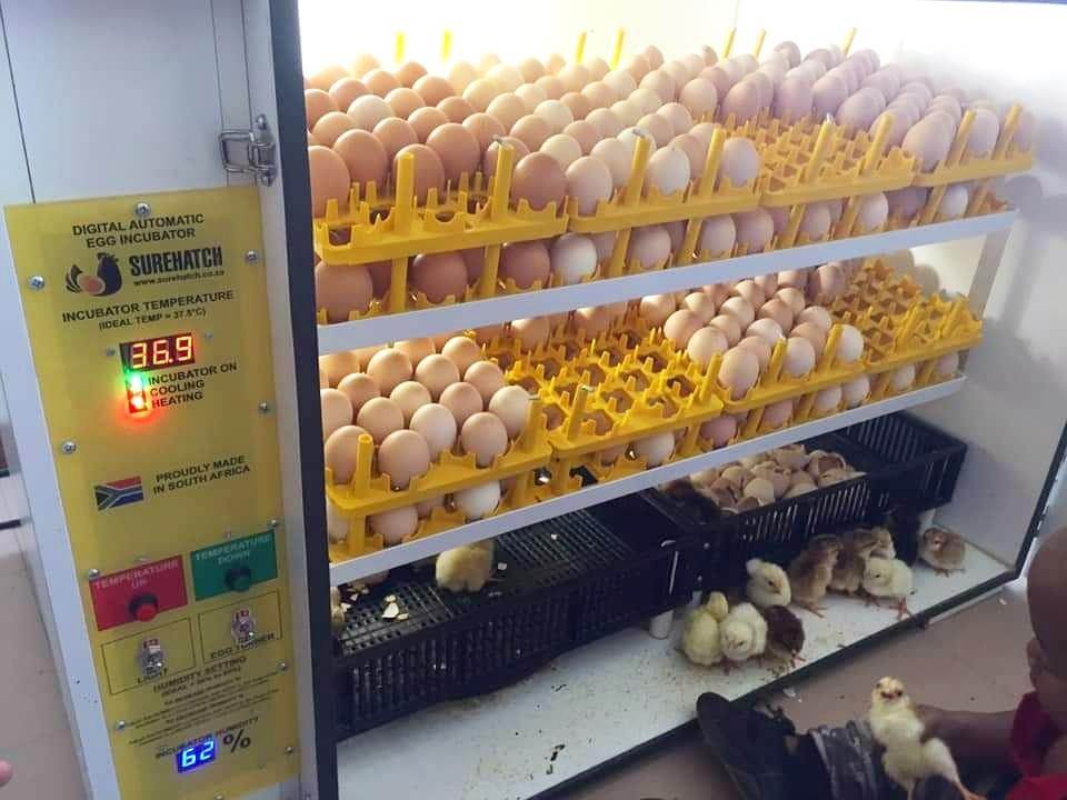 SH680 Automatic Digital Egg Incubator and Hatcher for 680 eggs - Machine Horizon