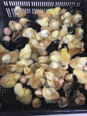 2000 Egg Hatcher - Automatic Digital Model SH2000H - Machine Horizon